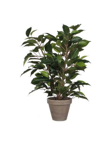 Ficus natasja con maceta ø11,5x40x30cm