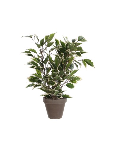Ficus natasja jaspeado con maceta 4x11.5cm