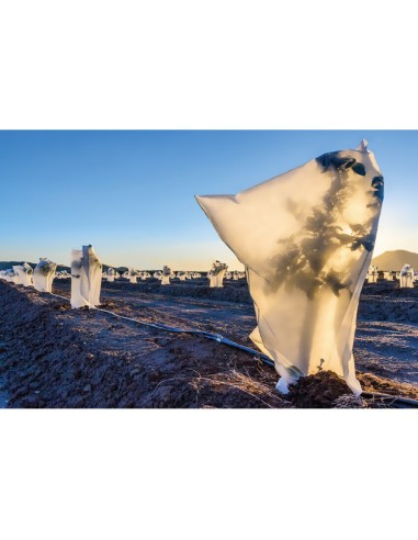 Capuchas de protección de plantas ø1,5 x 1,8 m,...