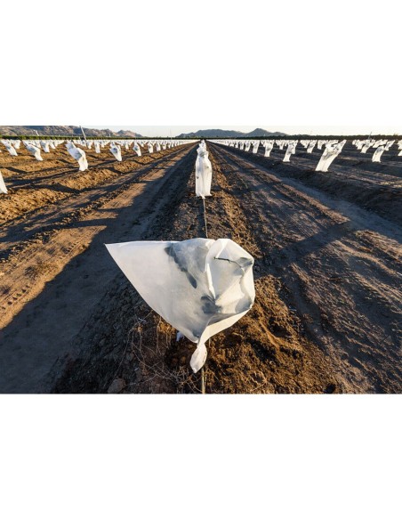 Capuchas de protección de plantas ø1,5 x 1,8 m, 2 unidades