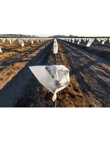 Capuchas de protección de plantas ø1,5 x 1,8 m