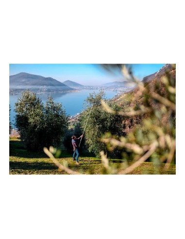 Tijera de mango largo telescópica longitud: 230...