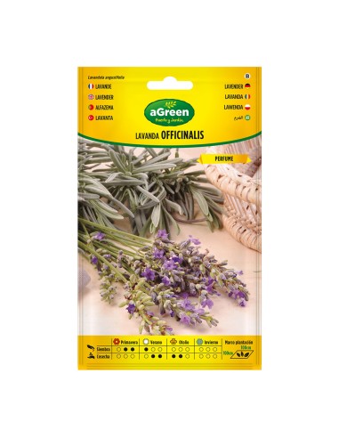 Sobre con semillas de lavanda officinalis