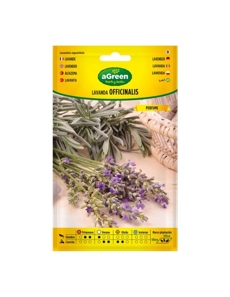 Sobre con semillas de lavanda officinalis