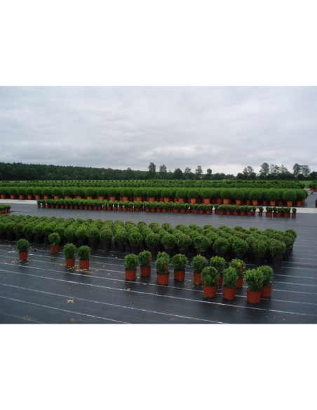 Malla antihierba 100 gr/m² 2 x 25 m color verde