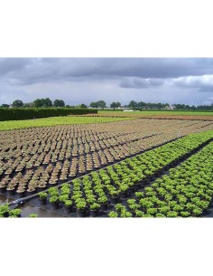 Malla antihierba 100 g/m² negra 1 x 25 m 2