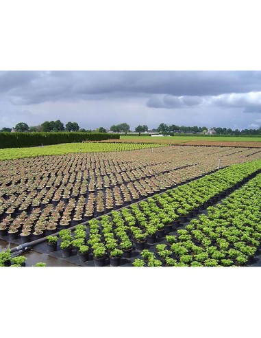 Malla antihierba 100 g/m² negra 1 x 25 m