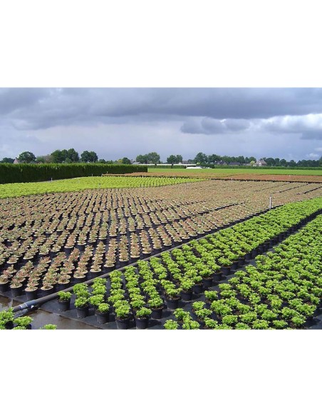 Malla antihierba 100 g/m² negra 2 x 25 m