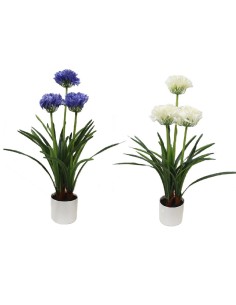 Maceta de agapanto colores surtidos, 50 x 80 cm