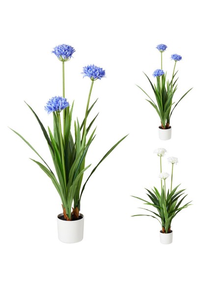 Maceta de agapanto colores surtidos, 70 x 120 cm