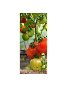 Guía para tomateras, ø6 mm x 180 cm 2