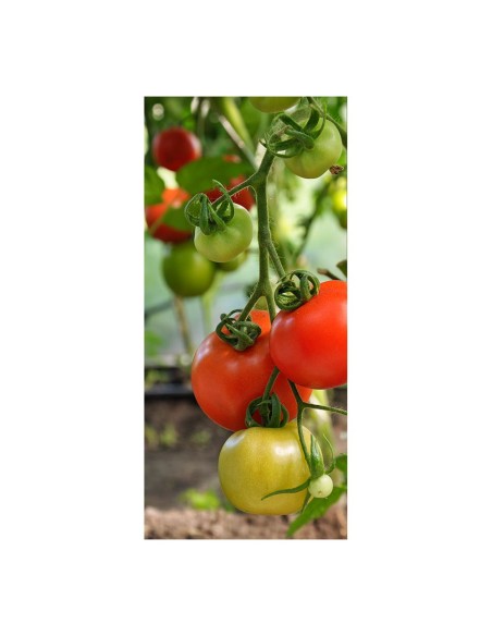 Guía para tomateras, ø6 mm x 180 cm