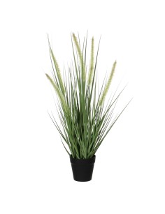 Dogtail hierba púrpura pvc