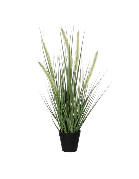 Dogtail hierba púrpura pvc