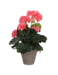 Geranio salmón pvc con maceta gris