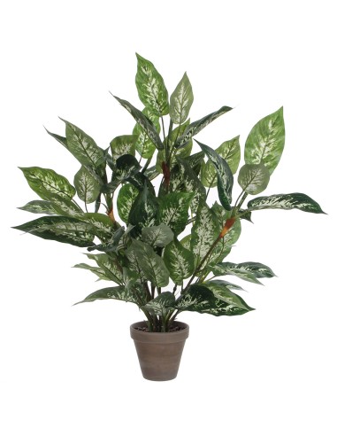Dieffenbachia pvc con maceta gris